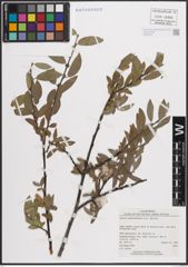 Foto von Salix eastwoodiae Cockerell ex A. Heller